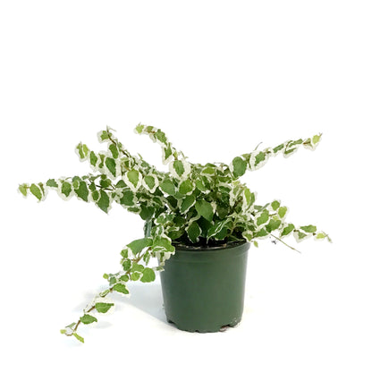 Ficus, 4in,Creeping Bellus