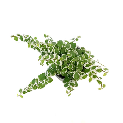 Ficus, 4in,Creeping Bellus