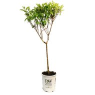 Hydrangea, 5 gal, Pinky Winky®