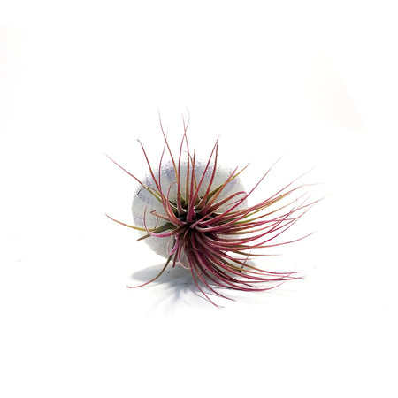 Tillandsia Purple Jellyfish
