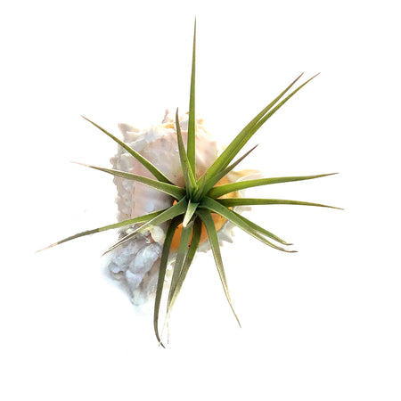 Tillandsia Pink Murex