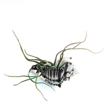 Load image into Gallery viewer, Tillandsia Black Murex
