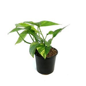 Pothos, 4in, Neon Queen