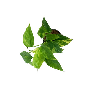 Pothos, 4in, Neon Queen