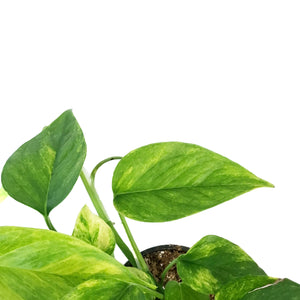 Pothos, 4in, Neon Queen