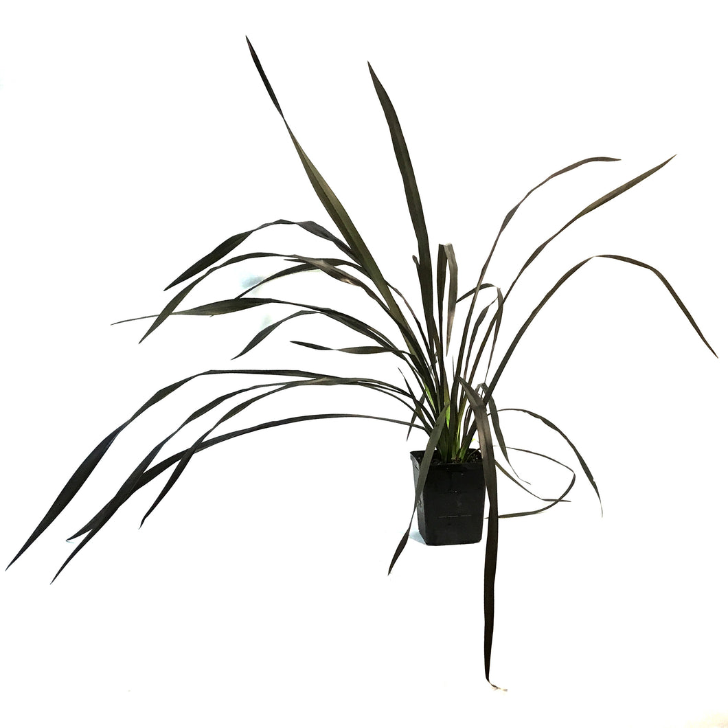 Phormium, 4.5in, Platts Black