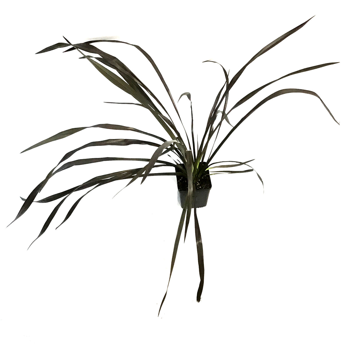 Phormium, 4.5in, Platts Black