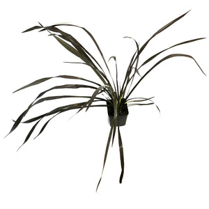 Phormium, 4.5in, Platts Black