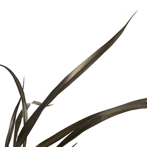 Phormium, 4.5in, Platts Black