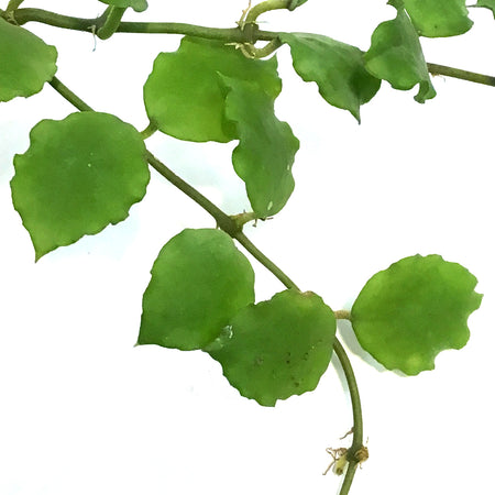 Hoya, 2.75in, Enduaensis