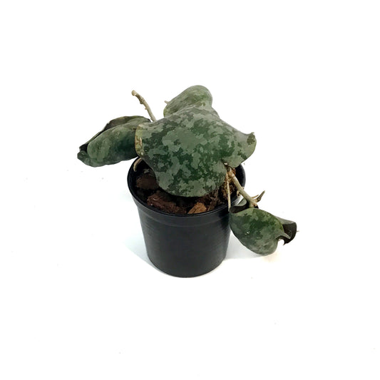Hoya, 2.75in, Imbricata