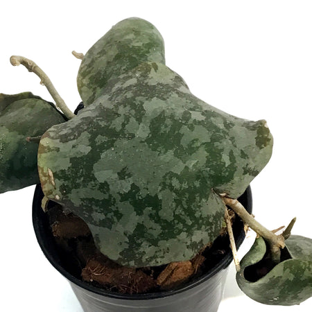 Hoya, 2.75in, Imbricata