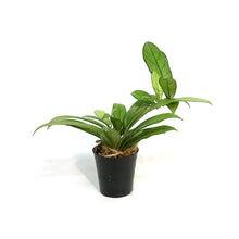 Load image into Gallery viewer, Hoya, 2.75in,Crassippetiolata
