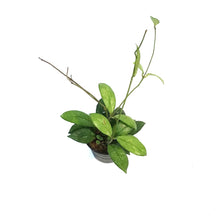 Load image into Gallery viewer, Hoya, 2.75in,Crassippetiolata, Splash
