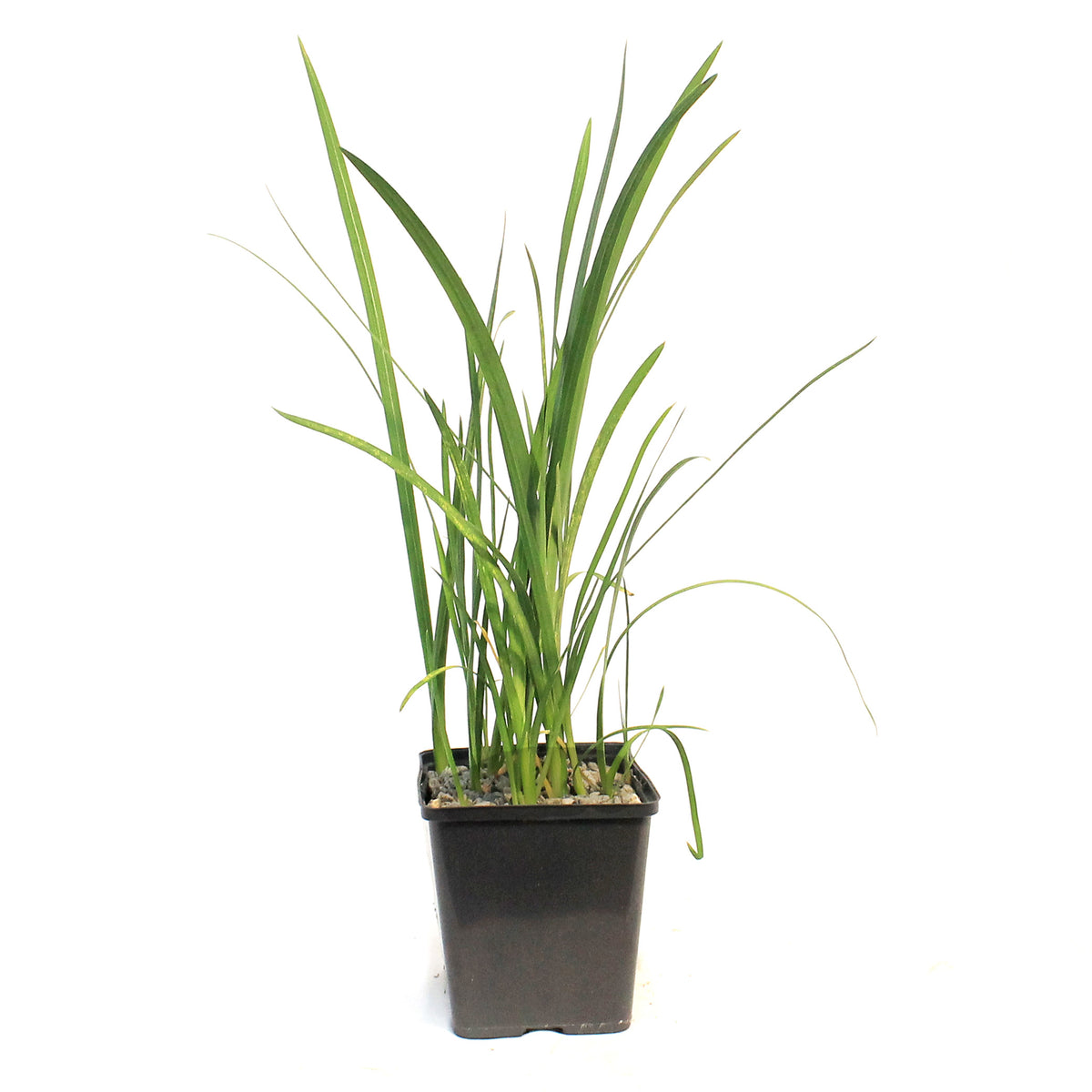 Schizostylis, 5in, Coccinea