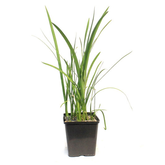 Schizostylis, 5in, Coccinea