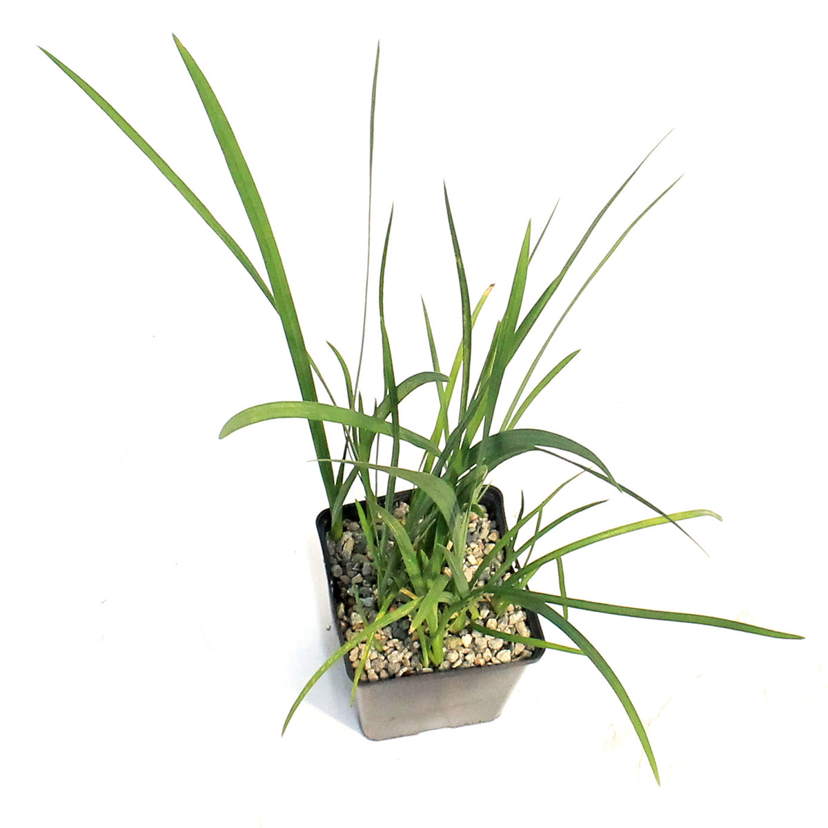 Schizostylis, 5in, Coccinea