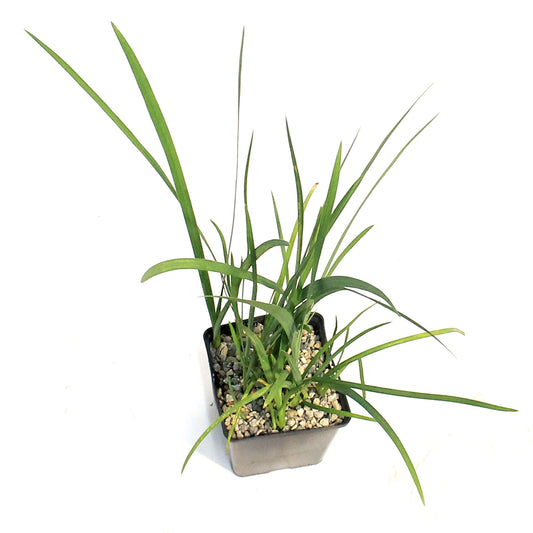 Schizostylis, 5in, Coccinea