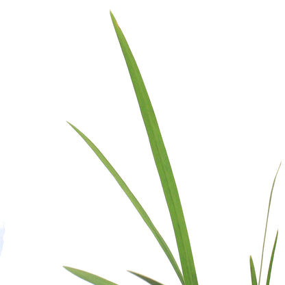 Schizostylis, 5in, Coccinea