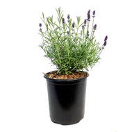 Lavender, 1 gal, Ellegance, Purple