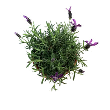 Load image into Gallery viewer, Lavender, 1 gal, Spanish, Anouk
