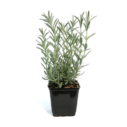 Lavender, 4in, Anouk, Silver