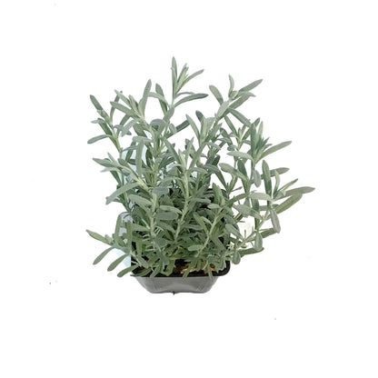 Lavender, 4in, Anouk, Silver