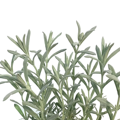 Lavender, 4in, Anouk, Silver
