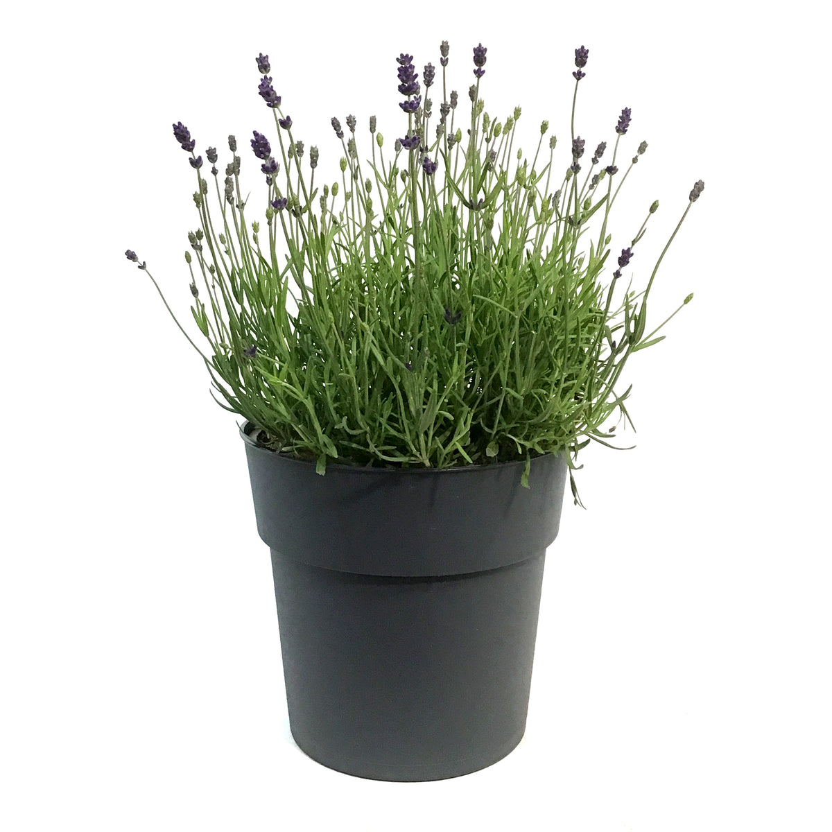Lavender, 9in,Silver Forever