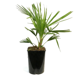 Palm, 2Gal, Windmill