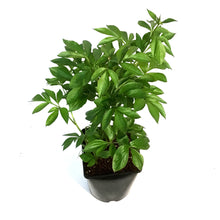 Load image into Gallery viewer, Peony, 2 gal,Milky White
