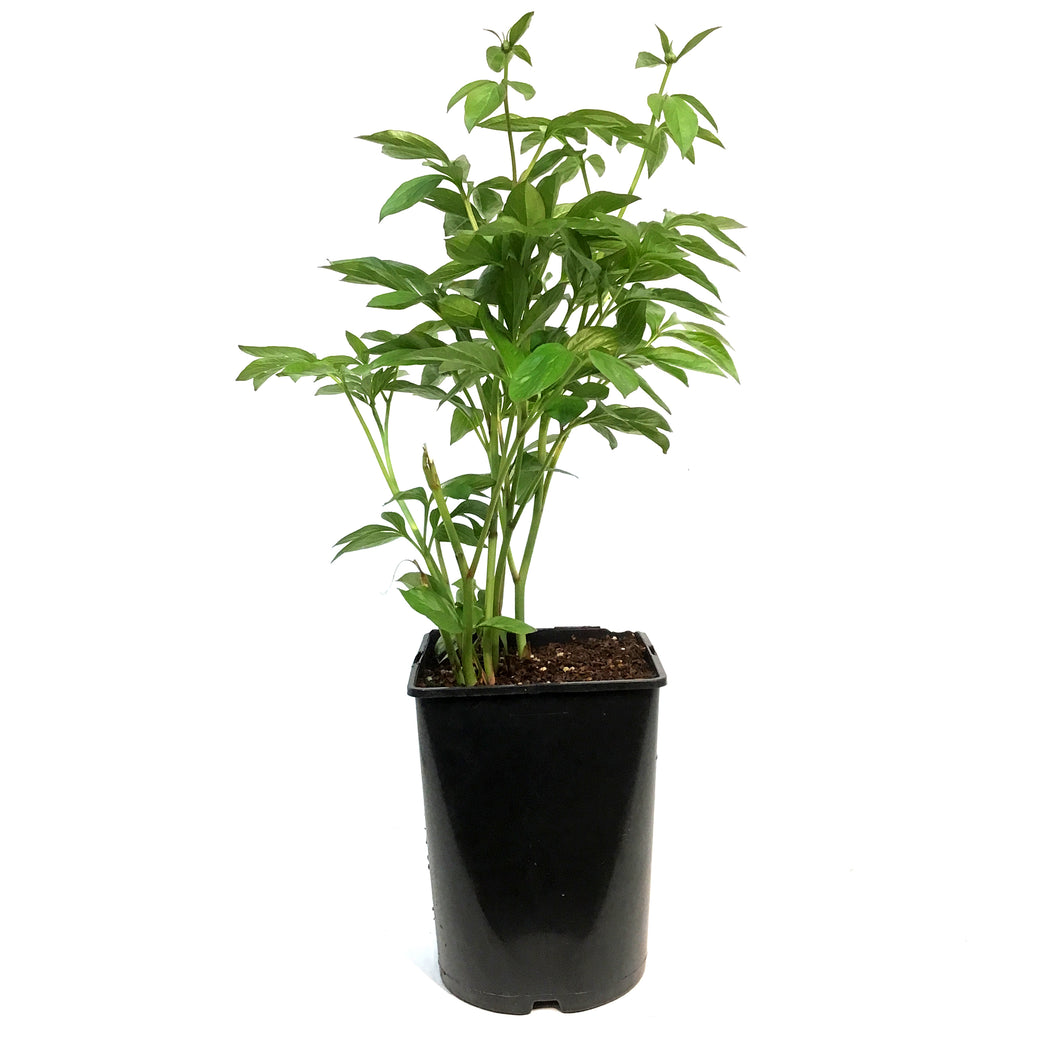 Peony, 2 gal,Milky White