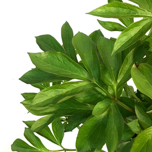 Peony, 2 gal,Milky White