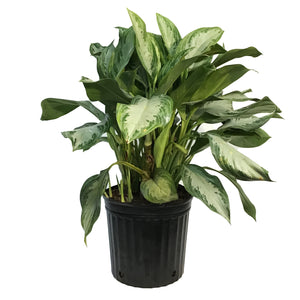 Aglaonema, 12in, Silver Bay