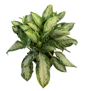 Aglaonema, 12in, Silver Bay