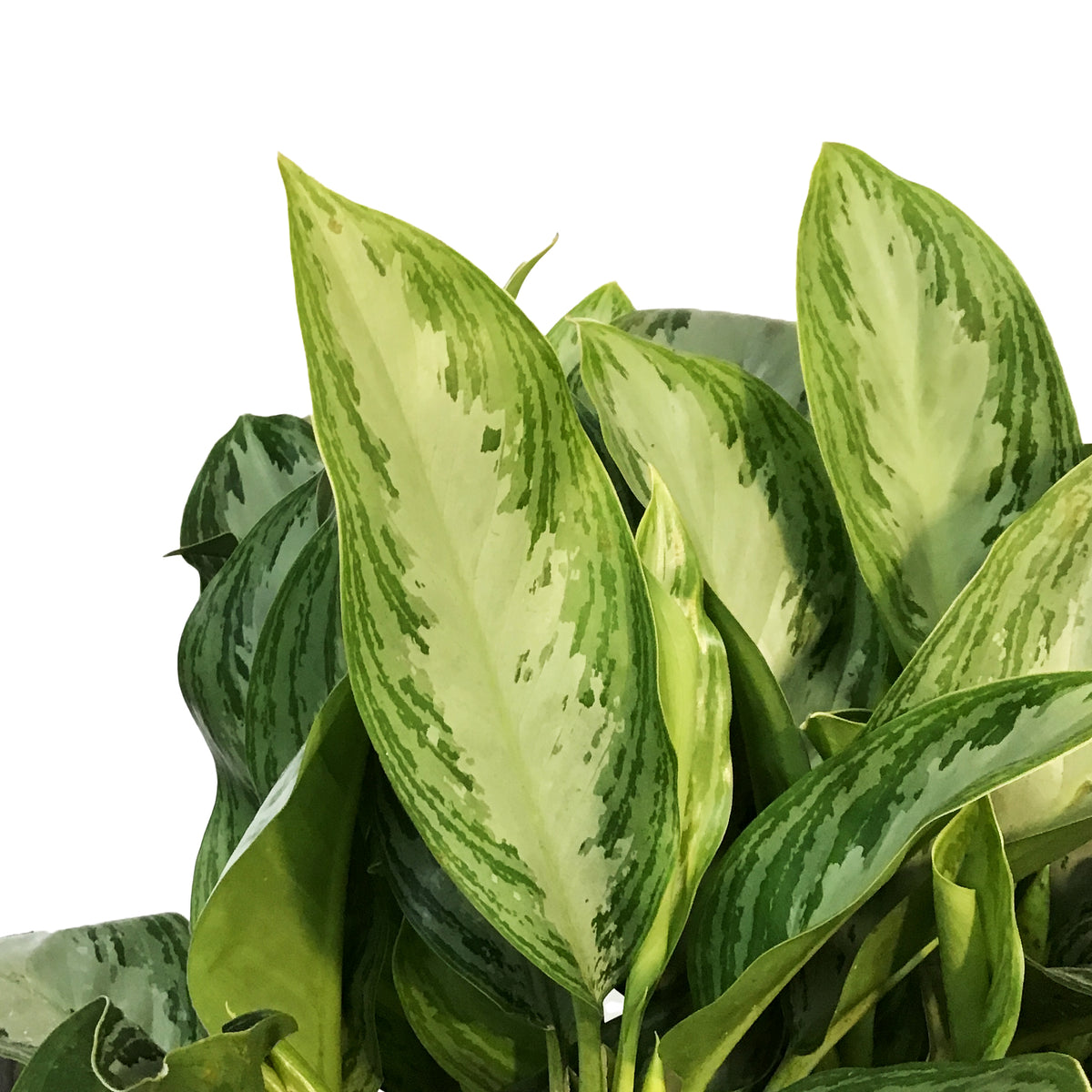 Aglaonema, 12in, Silver Bay