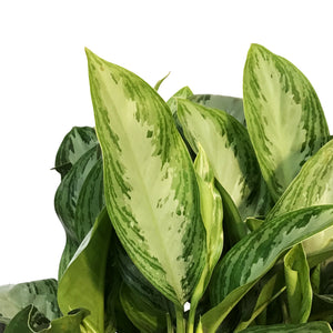 Aglaonema, 12in, Silver Bay