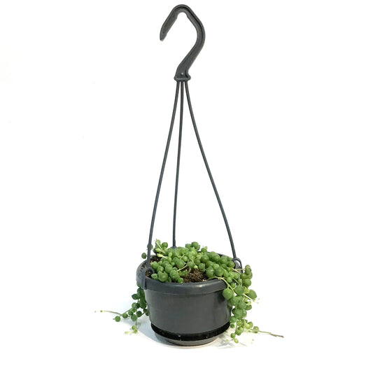 String of Pearls, 4in HB, Senecio Rowleyanus