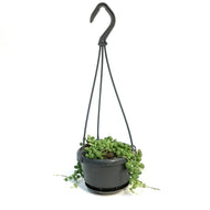 String of Pearls, 4in HB, Senecio Rowleyanus