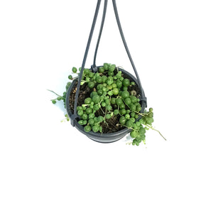 String of Pearls, 4in HB, Senecio Rowleyanus