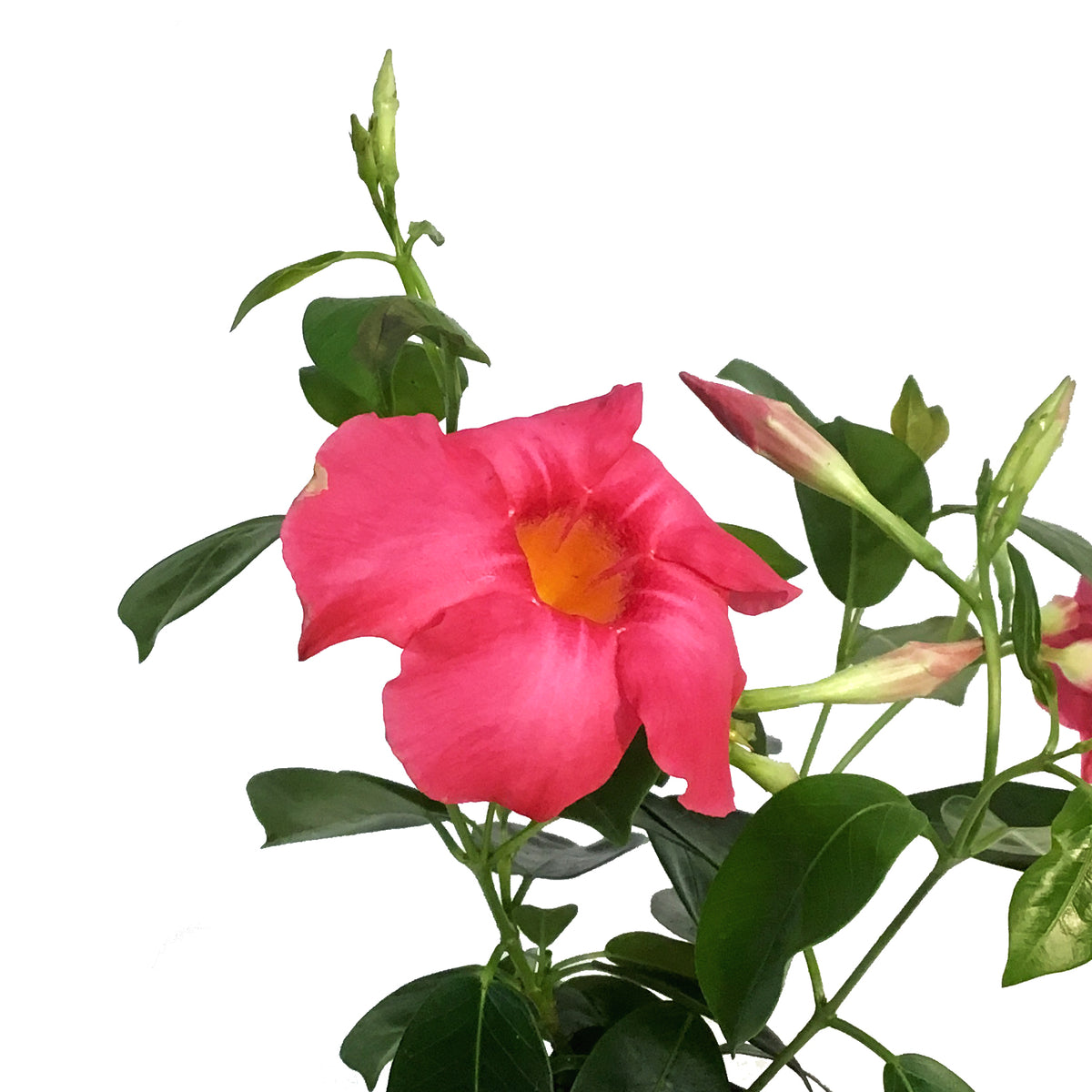 Dipladenia, 4in