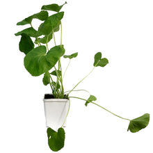 Load image into Gallery viewer, Alcea, 11cm,  Hollyhocks
