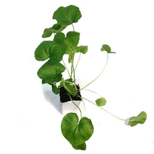 Load image into Gallery viewer, Alcea, 11cm,  Hollyhocks
