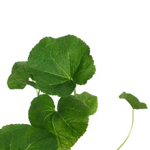 Load image into Gallery viewer, Alcea, 11cm,  Hollyhocks
