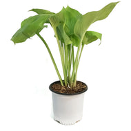 Hosta, 2 gal, Sum and Substance