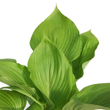 Hosta, 2 gal, Sum and Substance