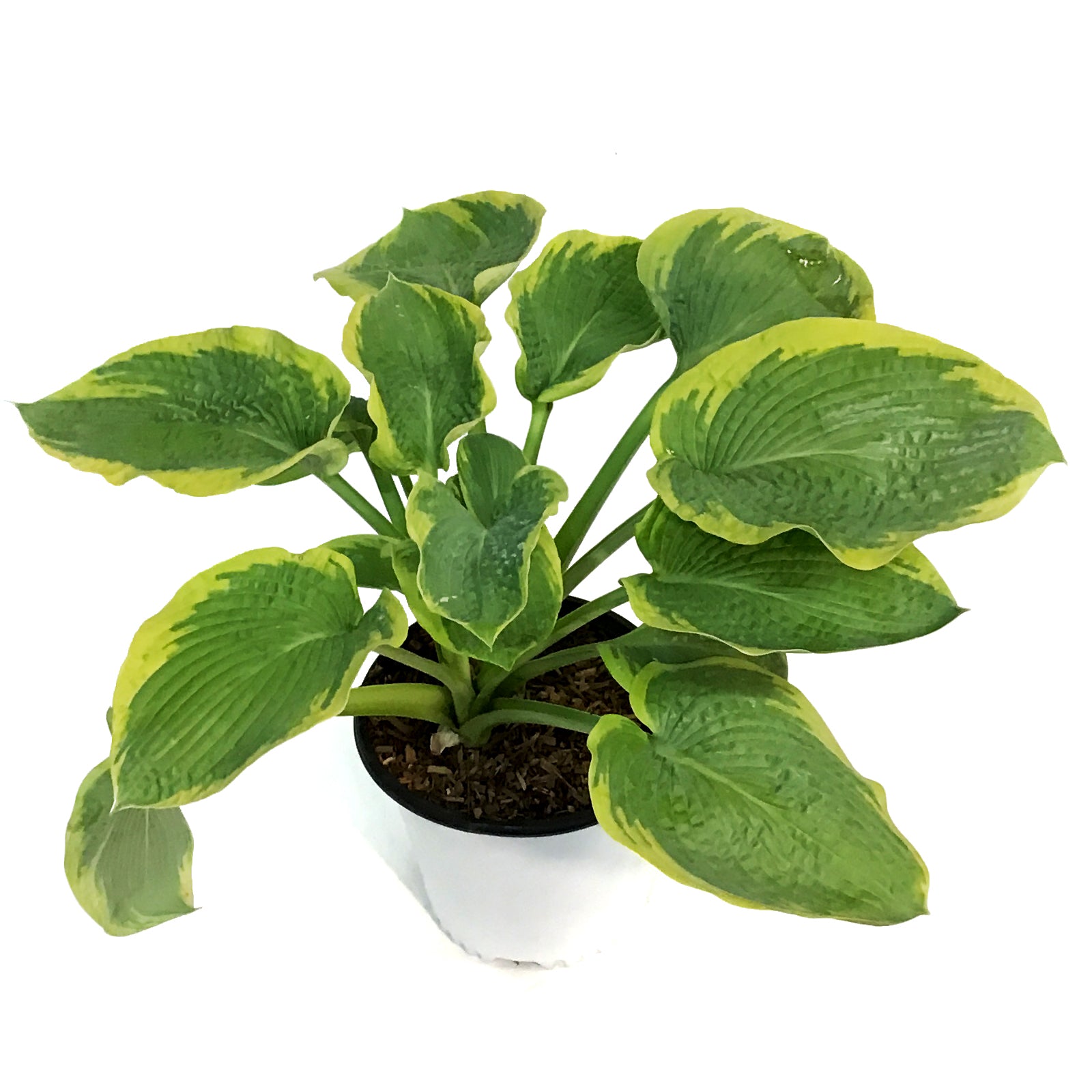 Perennials – Page 4 – Floral Acres Greenhouse & Garden Centre