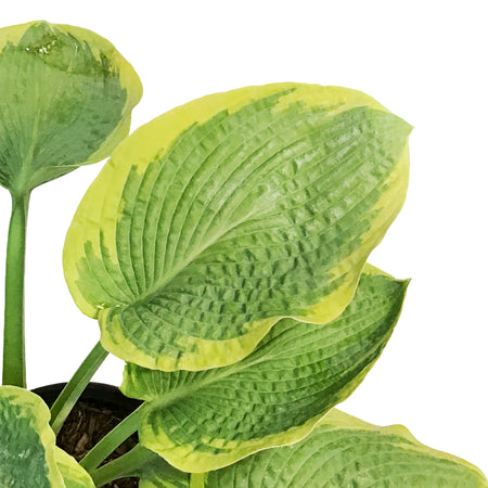 Hosta, 2 gal, Frances Williams