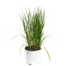 Load image into Gallery viewer, Grass, 2Gal, Karl Foerster Feather Reed
