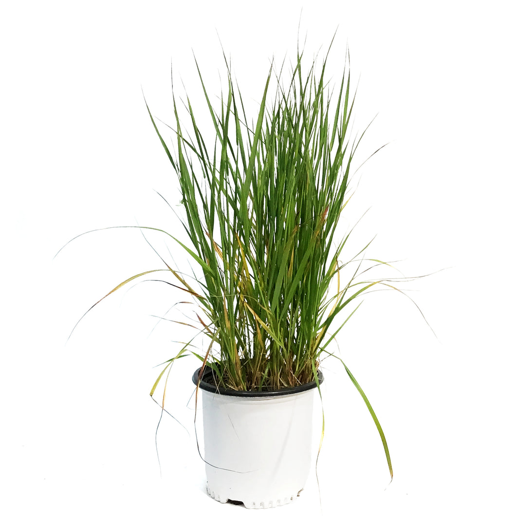 Grass, 2Gal, Karl Foerster Feather Reed